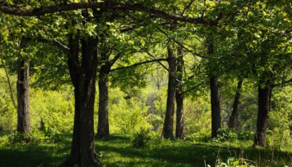 green forest canopy