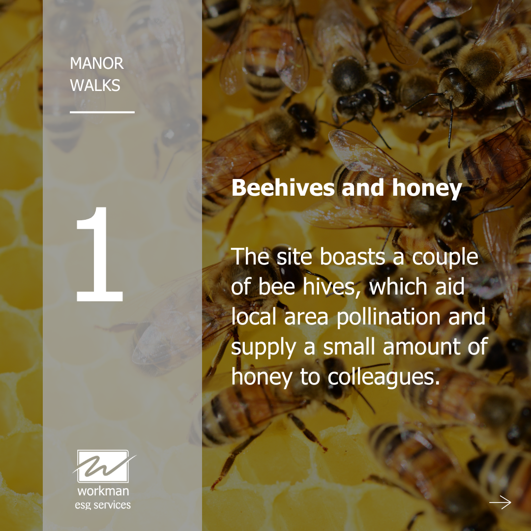 Beehives and honey, Manor Walks