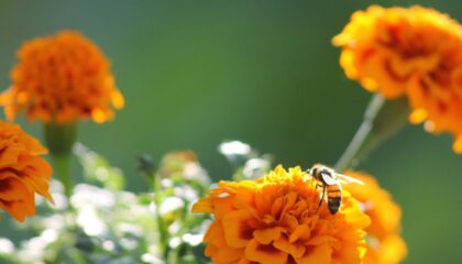 a bee on a vivid orange flower